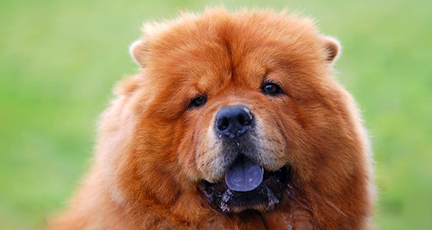 Chow Chow