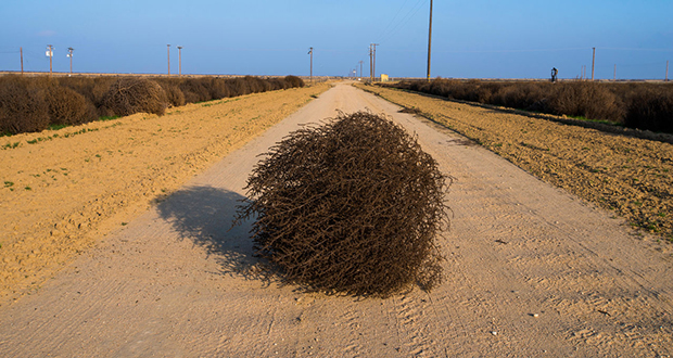 Tumbleweed