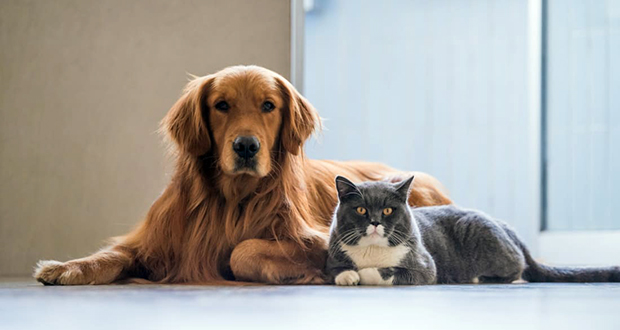 Cats and dogs