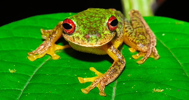 Frogs and toads