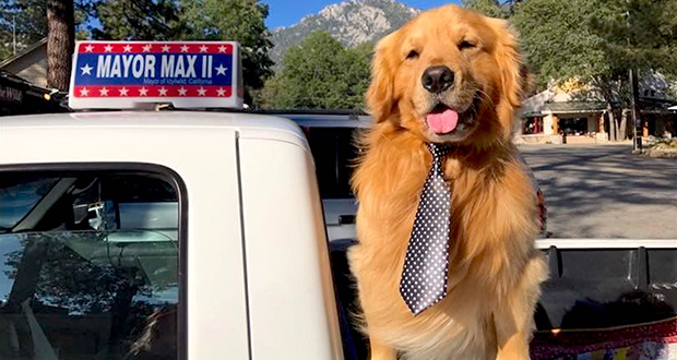 Mayor Max II