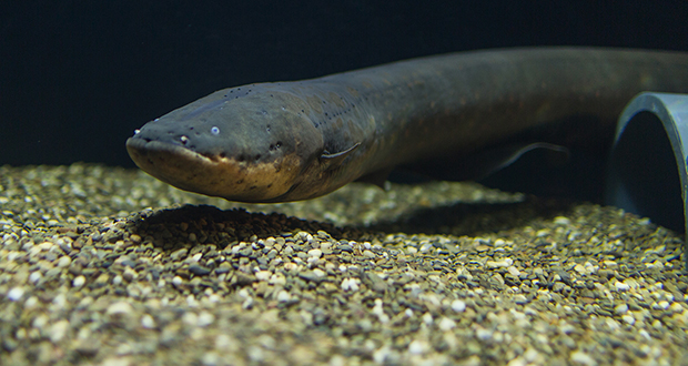 Electric eel