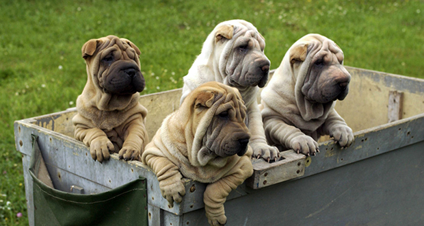 Shar-Pei