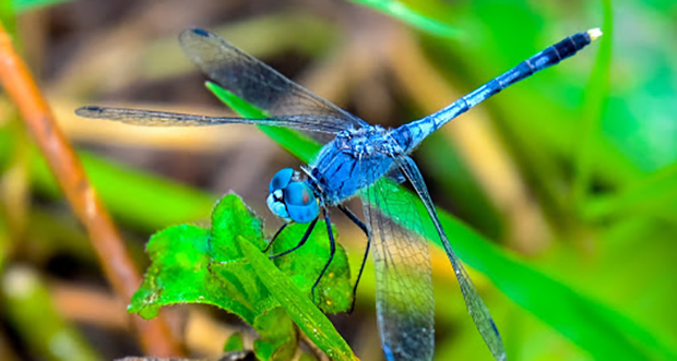 Predatory dragonflies