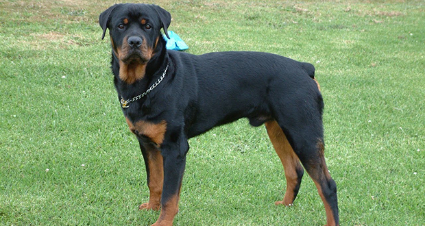 Rottweilers