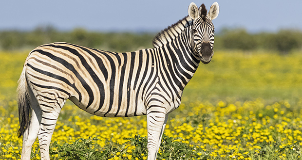 StripeSpotter