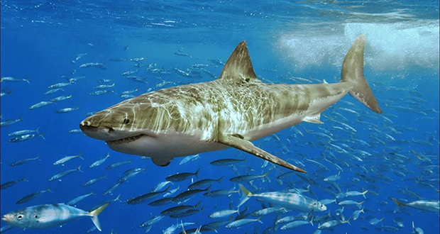 The White Shark Cafe