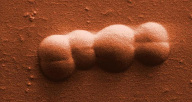 Conan the Bacterium