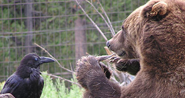 Grizzly and Wolf Discovery Center