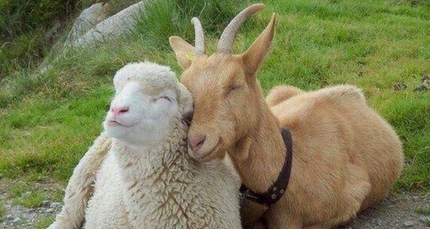 Sheep and goats