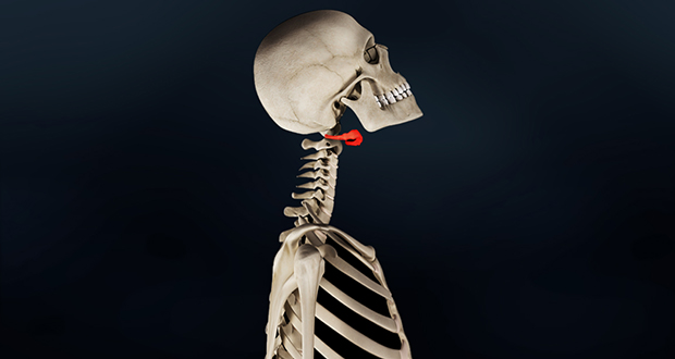 Hyoid bone