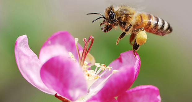 Honeybees