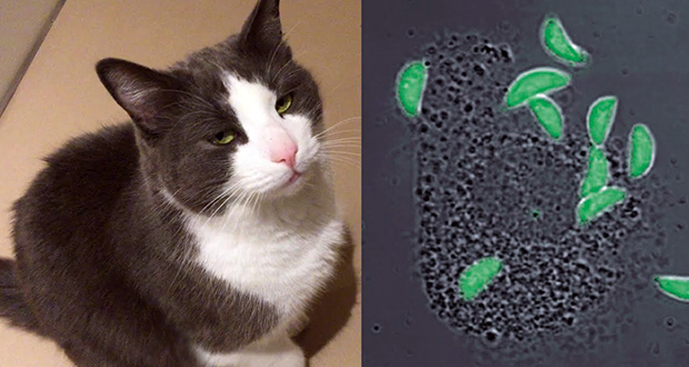 Brain parasite