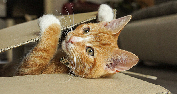 Domestication of Cats