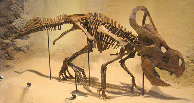 Protoceratops fossils