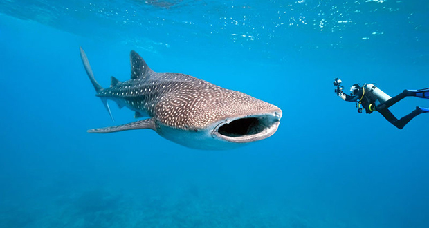 Thalassophobia