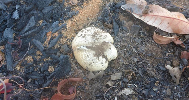 The Stonemaker Fungus