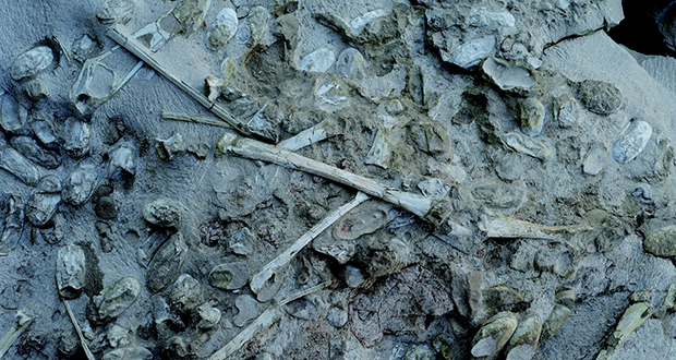 Pterosaur eggs