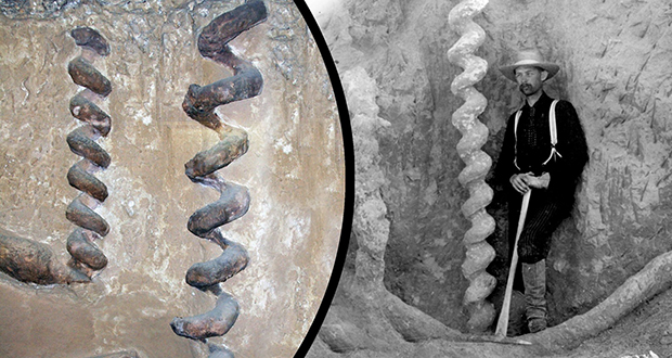 Palaeocastor