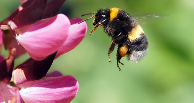 Bumblebees