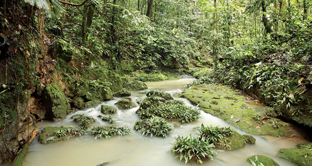 Amazon rainforest