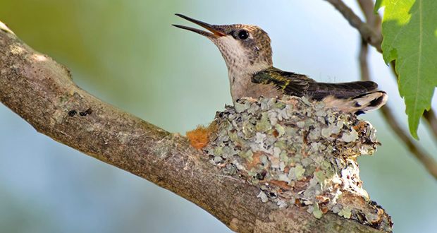 Hummingbird nests