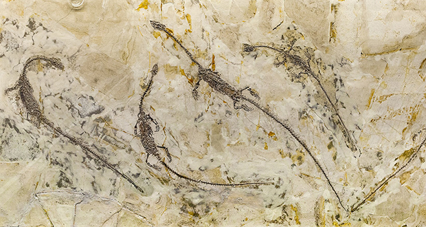 Hyphalosaurus