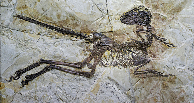 Zhenyuanlong suni