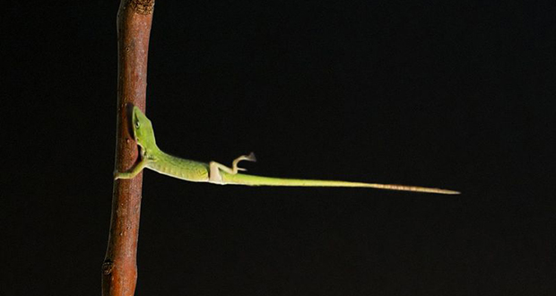 Lizards