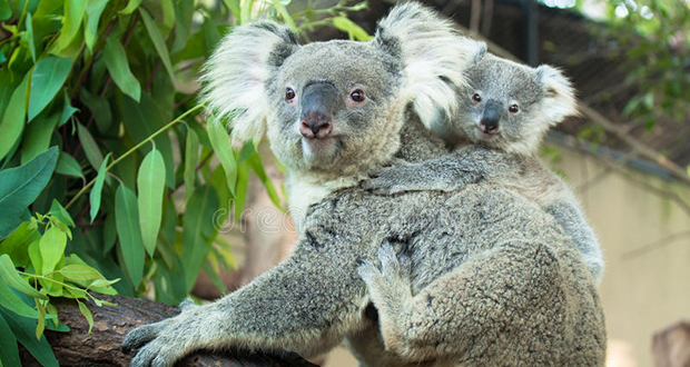 Adult koalas