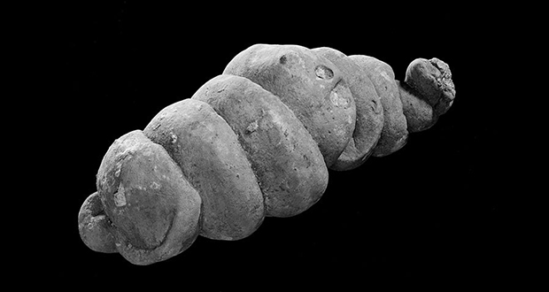 Coprolite