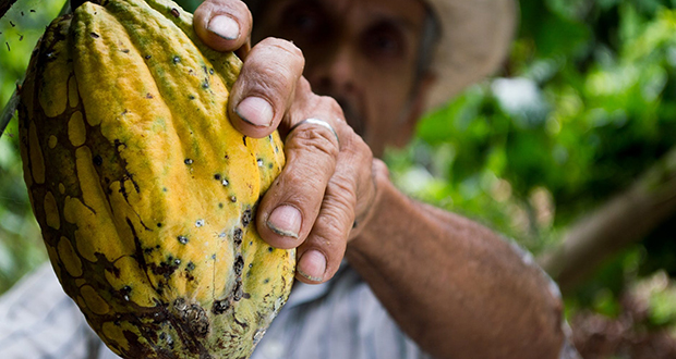 Colombian Peasant