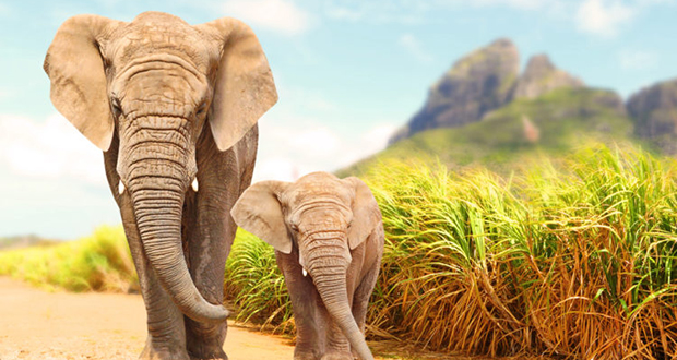 Elephants