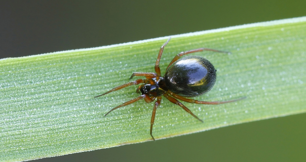 Money Spider