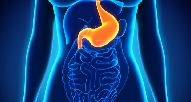 Human Stomach
