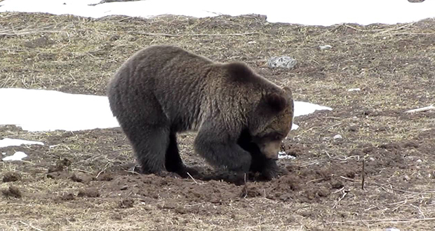 Siberian Heat Wave