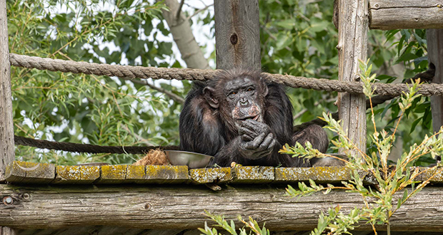 Chimpanzee Sanctuary