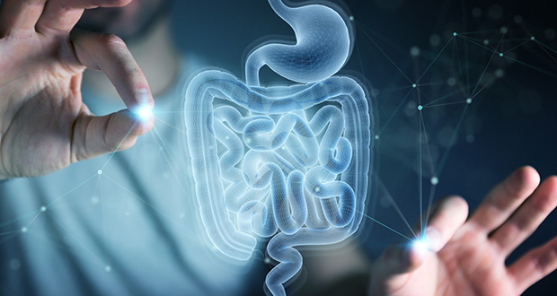 Human Gut