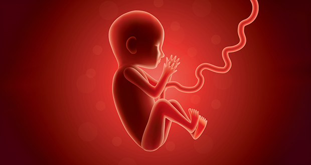 Fetus Stem Cells