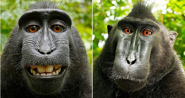 Monkey Copyright