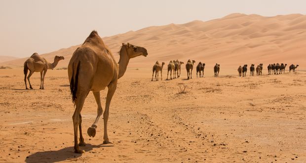 Camels