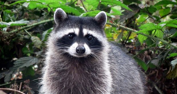 Raccoons 