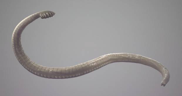 Parasitic Worms 