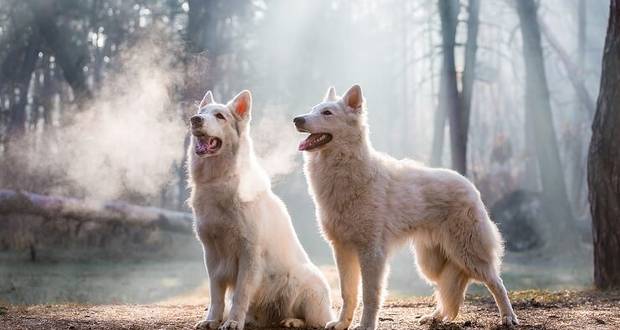 Dog Slaughter