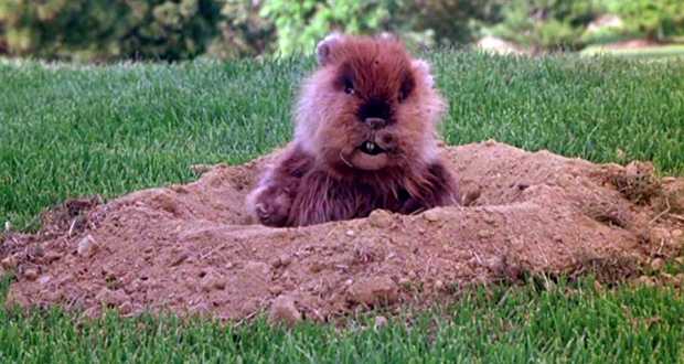 Caddyshack Gopher 
