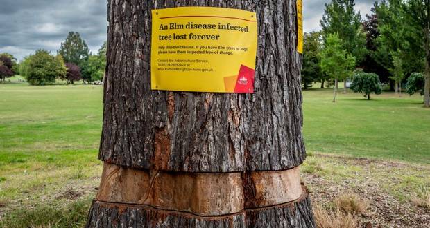 Dutch Elm Disease