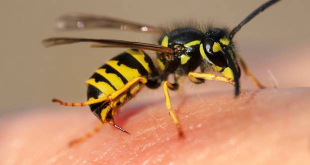 Insect Allergies 