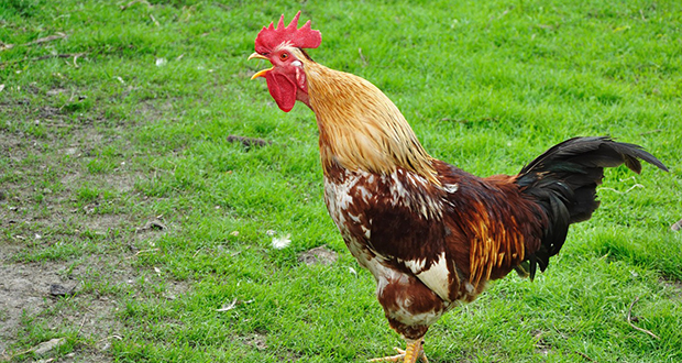 Rooster