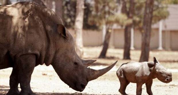 Rhinoceros 
