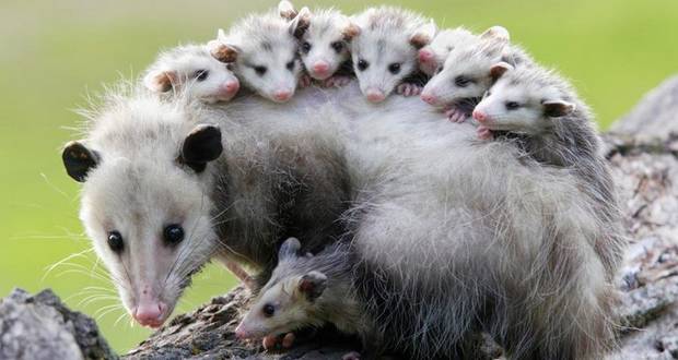 Antidote from Opossums 